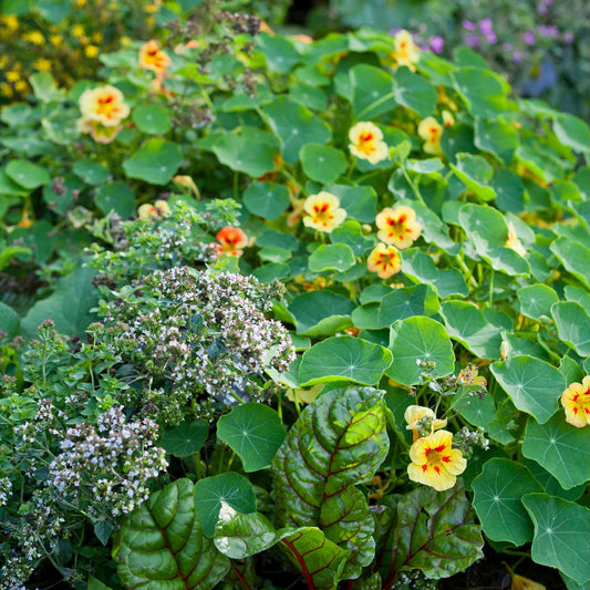 Creamy yellow Nasturtium Peach Melba flowers with red-orange centers on green background