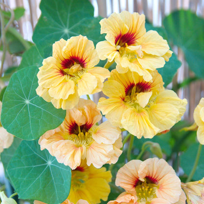 Orange Nasturtium Peach Melba flower with peach center surrounded by green leaves