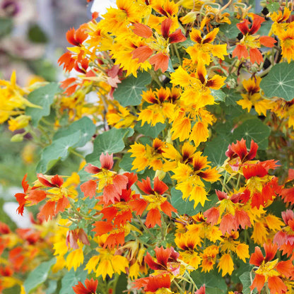  Orange and red Nasturtium Phoenix flowers with green leaves on a garden background