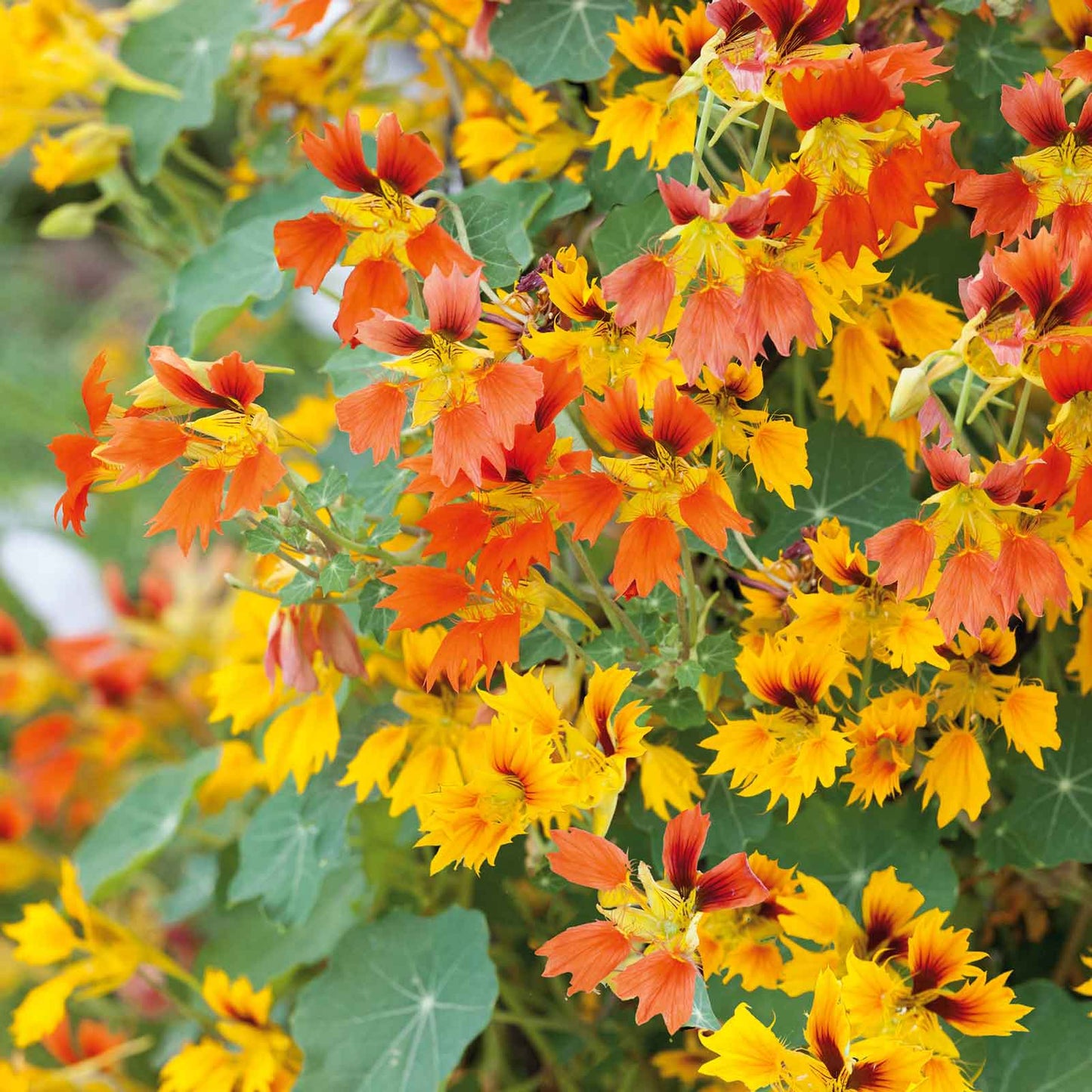 Bright orange-red Nasturtium Phoenix flowers with green leaves on a garden background