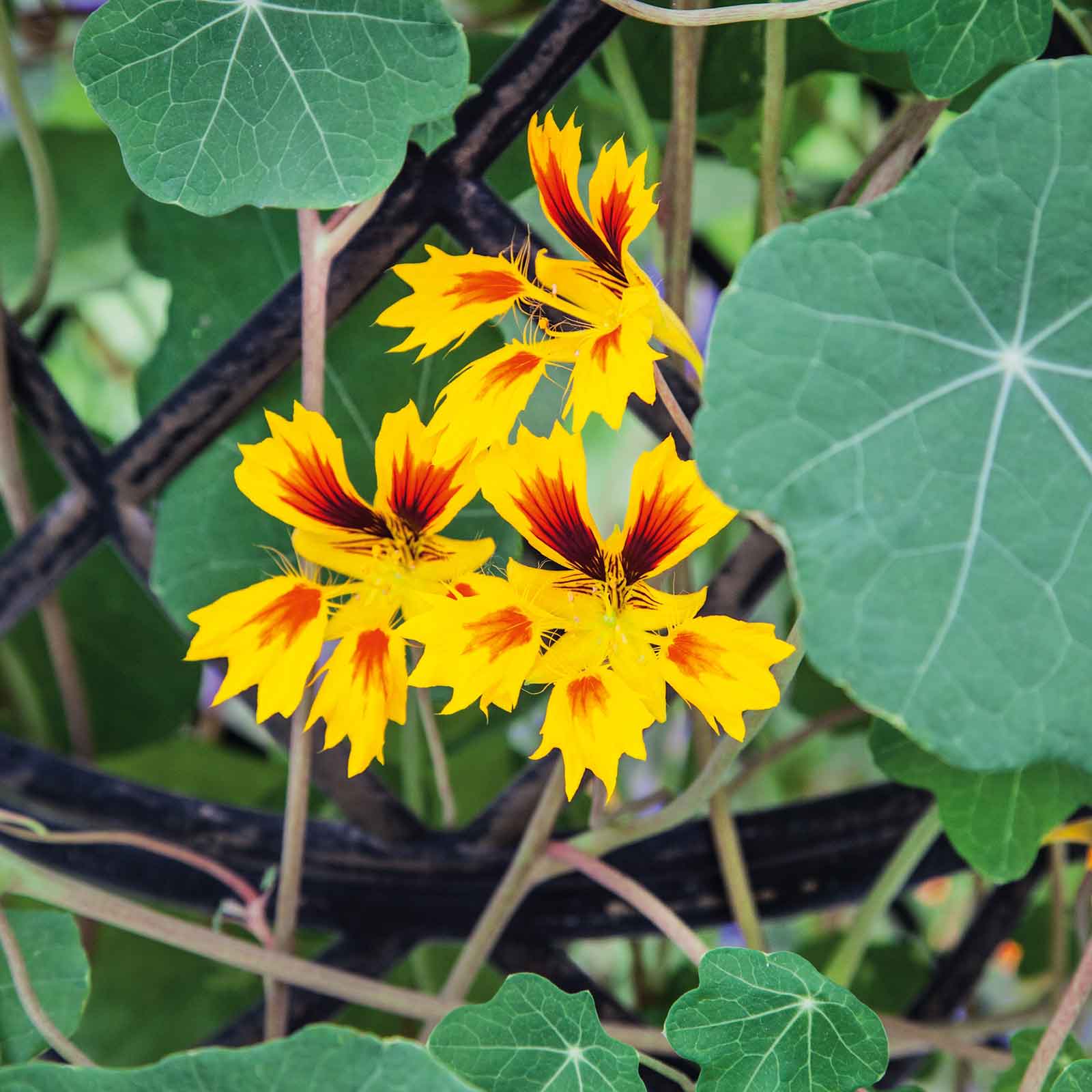 Orange and yellow Nasturtium Phoenix flowers with green leaves on a garden background