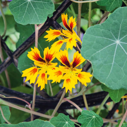 Orange and yellow Nasturtium Phoenix flowers with green leaves on a garden background