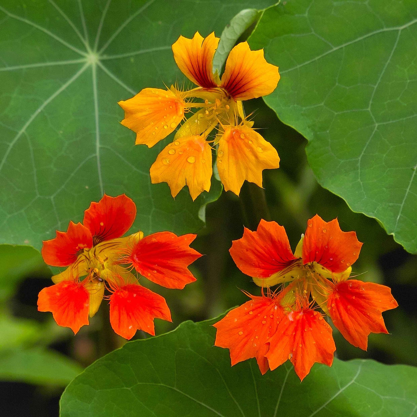Orange Nasturtium Phoenix flower with delicate petals on a blurred green background
