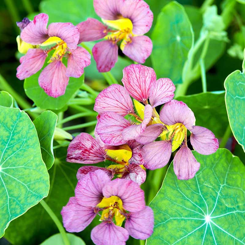 Pink and purple Nasturtium Purple Emperor flowers with bright green leafy background