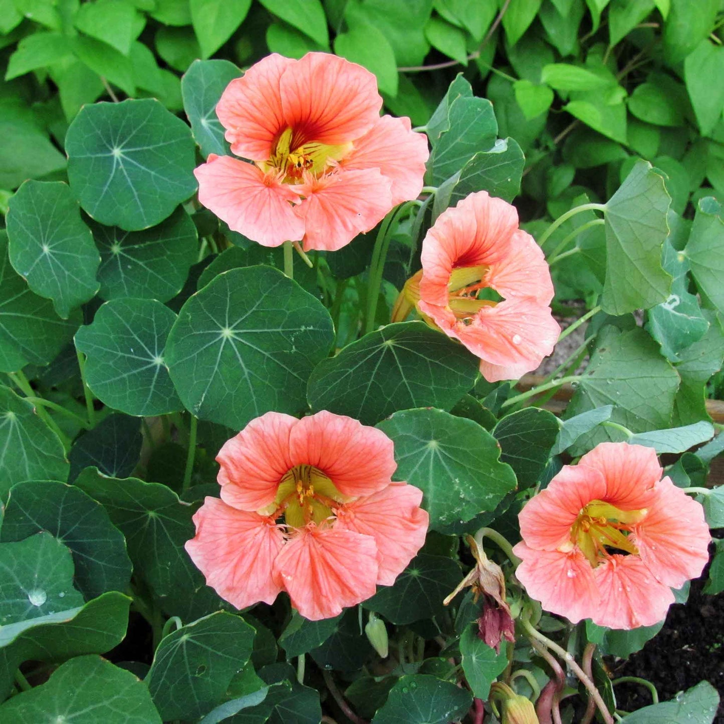 Pink-orange Nasturtium Salmon Baby blooms with green leafy background