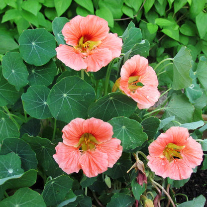 Pink-orange Nasturtium Salmon Baby blooms with green leafy background