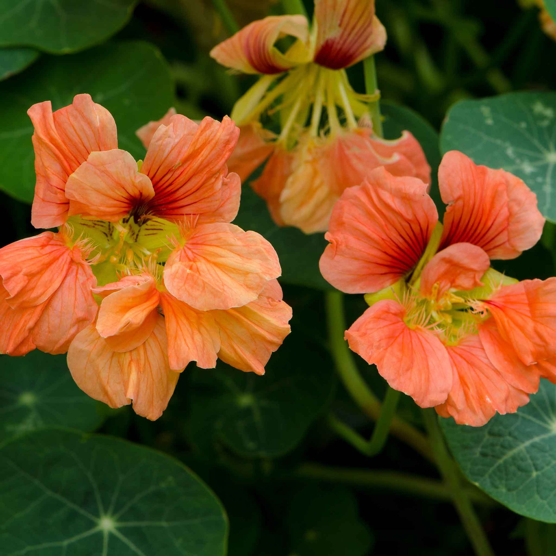 Orange-red Nasturtium Salmon Baby flowers on a green garden background