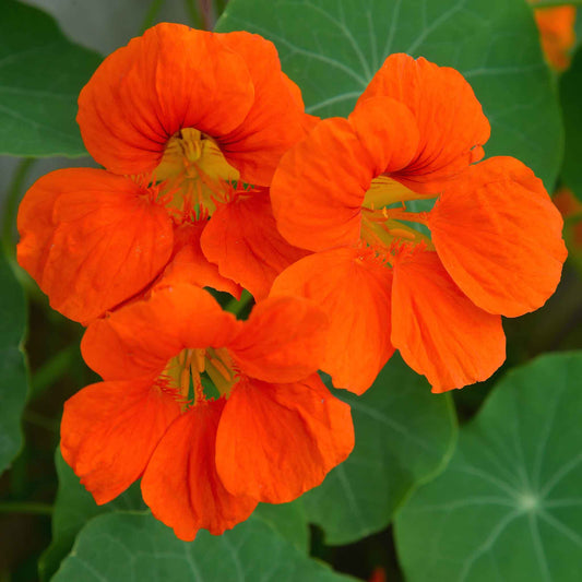 Bright orange Nasturtium Spitfire flowers with green leaves on a blurred background