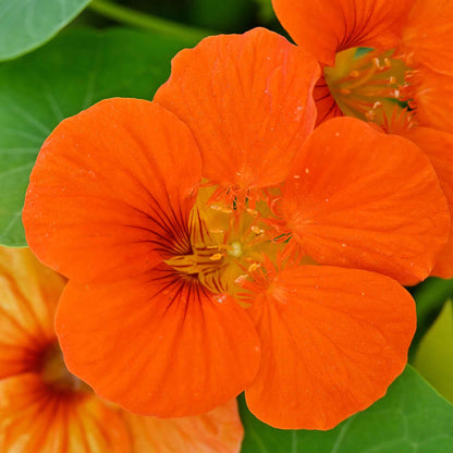 Orange Nasturtium Spitfire flowers close up with green leaves in the background