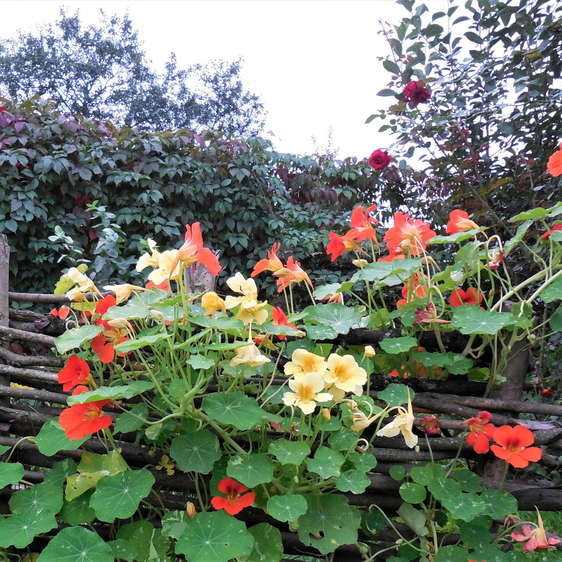 Orange and red Nasturtium Tall edible flowers with green leaves on a light background