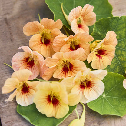 Peach-orange Nasturtium Tip Top Apricot flower with green leaves in background