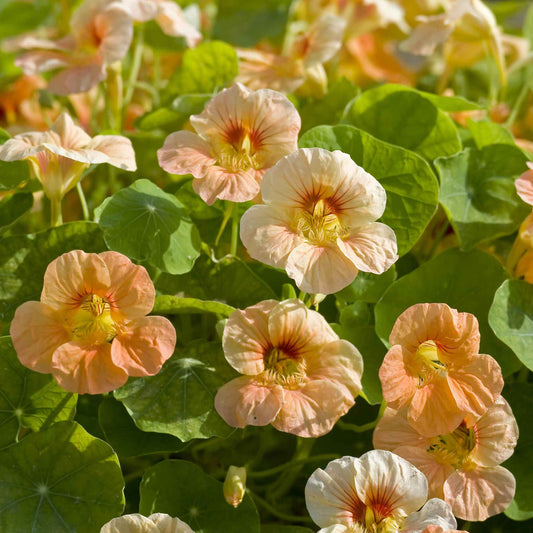 Apricot-orange Nasturtium Tip Top Apricot flowers with green leafy background