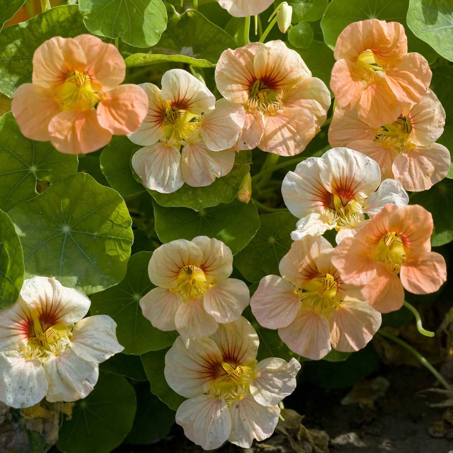 Peach Nasturtium Tip Top Apricot flowers with green leaves on a blurred background