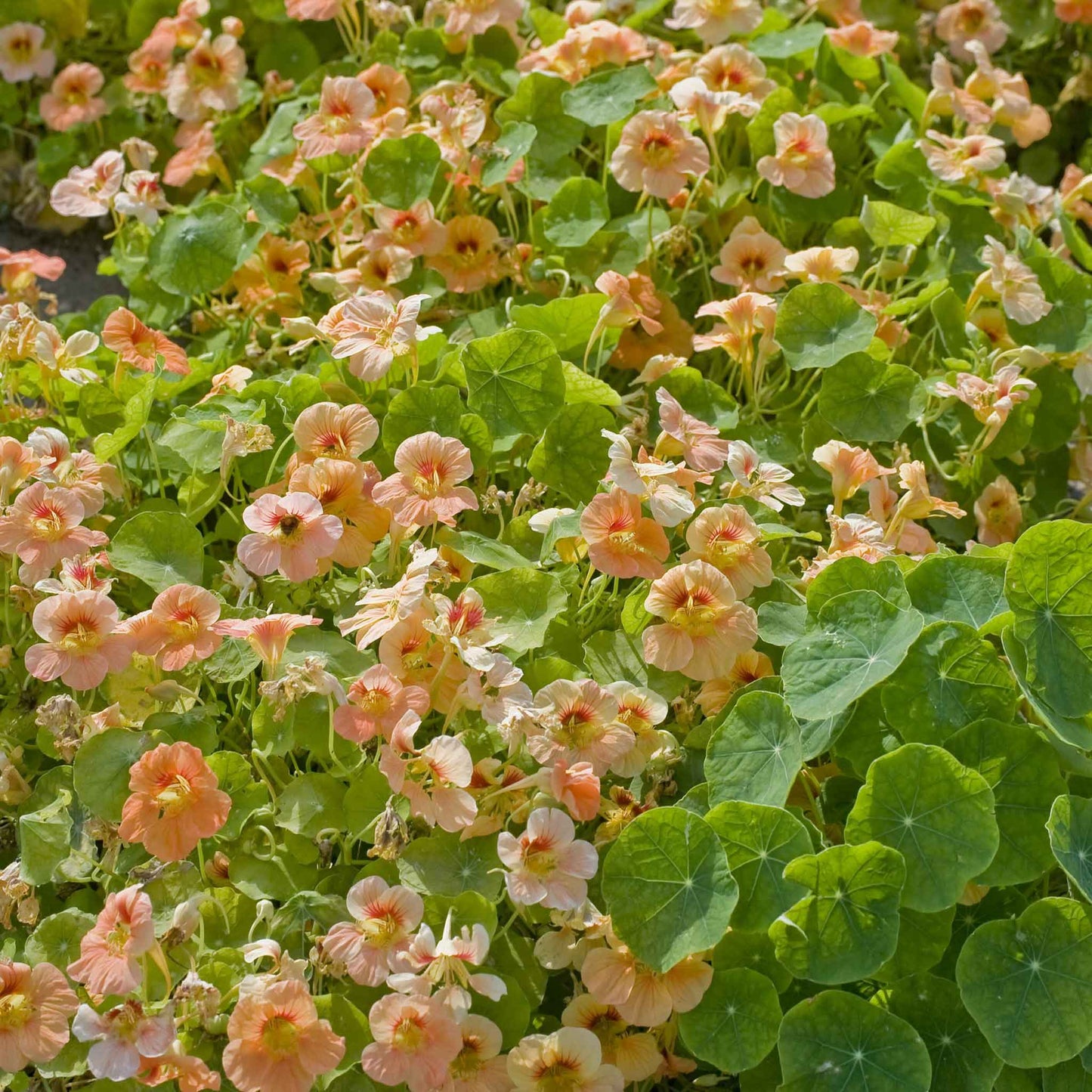 Apricot Nasturtium Tip Top Apricot blooms covering a green garden background