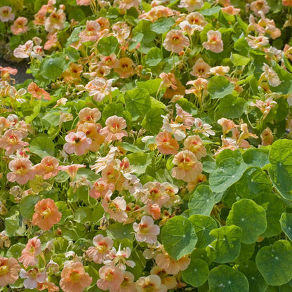 Apricot Nasturtium Tip Top Apricot blooms covering a green garden background