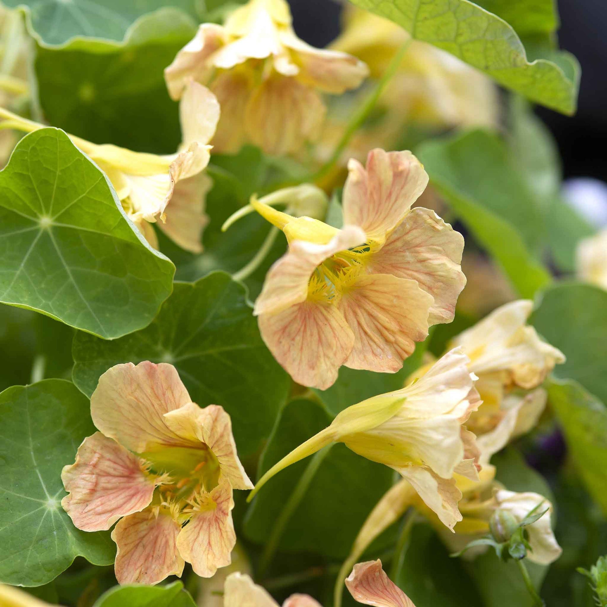 Pale peach Nasturtium Tip Top Pink Blush flower with green leafy background