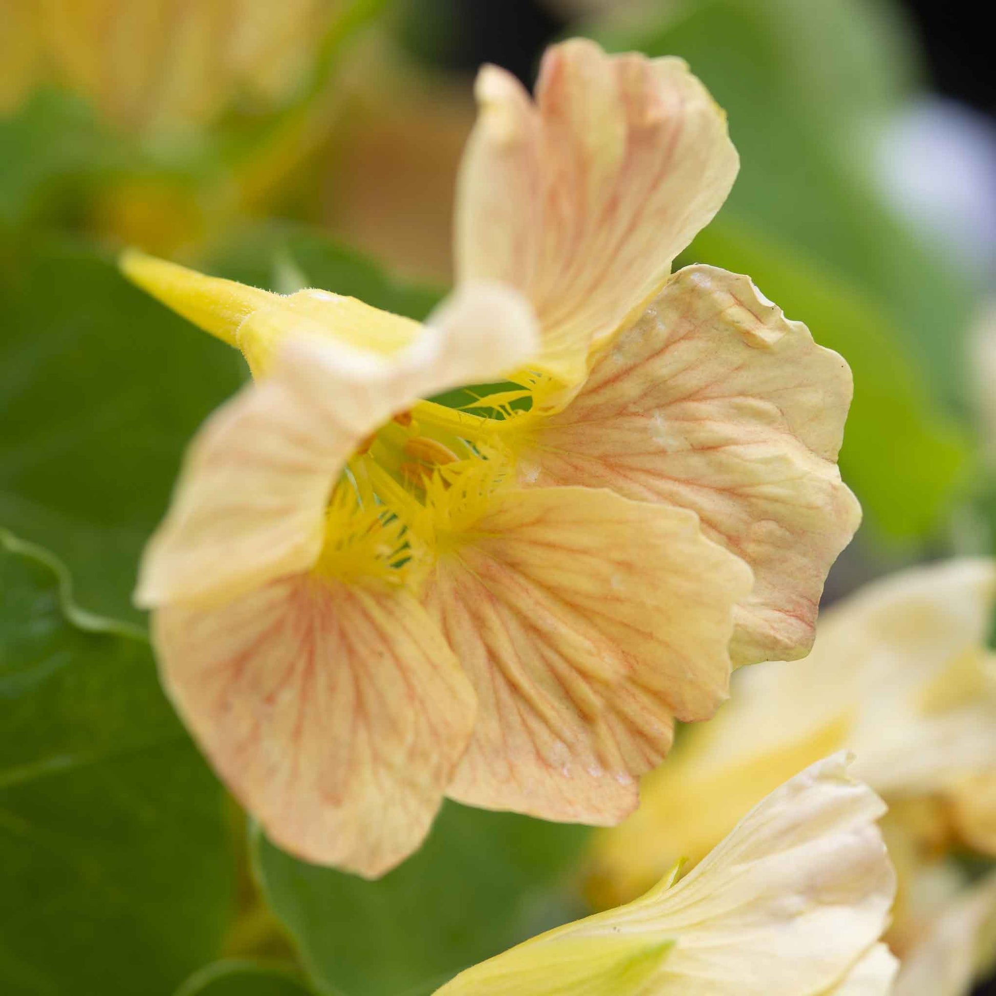 Pale yellow Nasturtium Tip Top Pink Blush flower with green blurred background