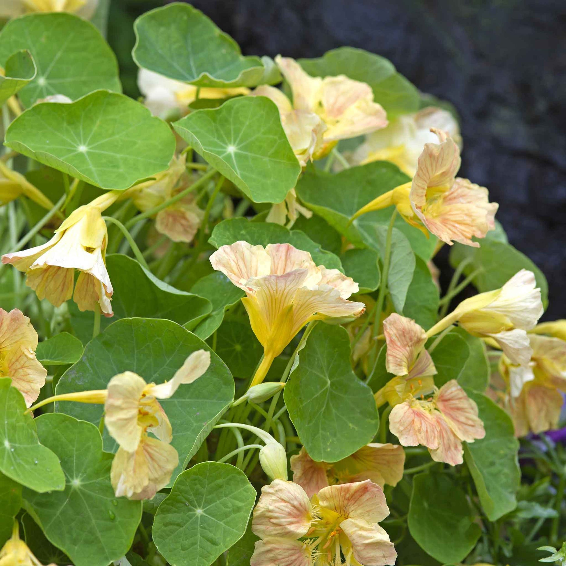 Orange Nasturtium Tip Top Pink Blush flower with blurred green foliage background