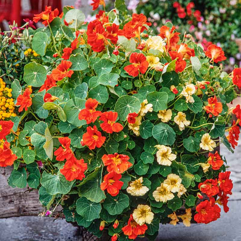 Orange, yellow, and red Nasturtium Tom Thumb Mix blooms on a green background | copyright: Floramedia UK Ltd