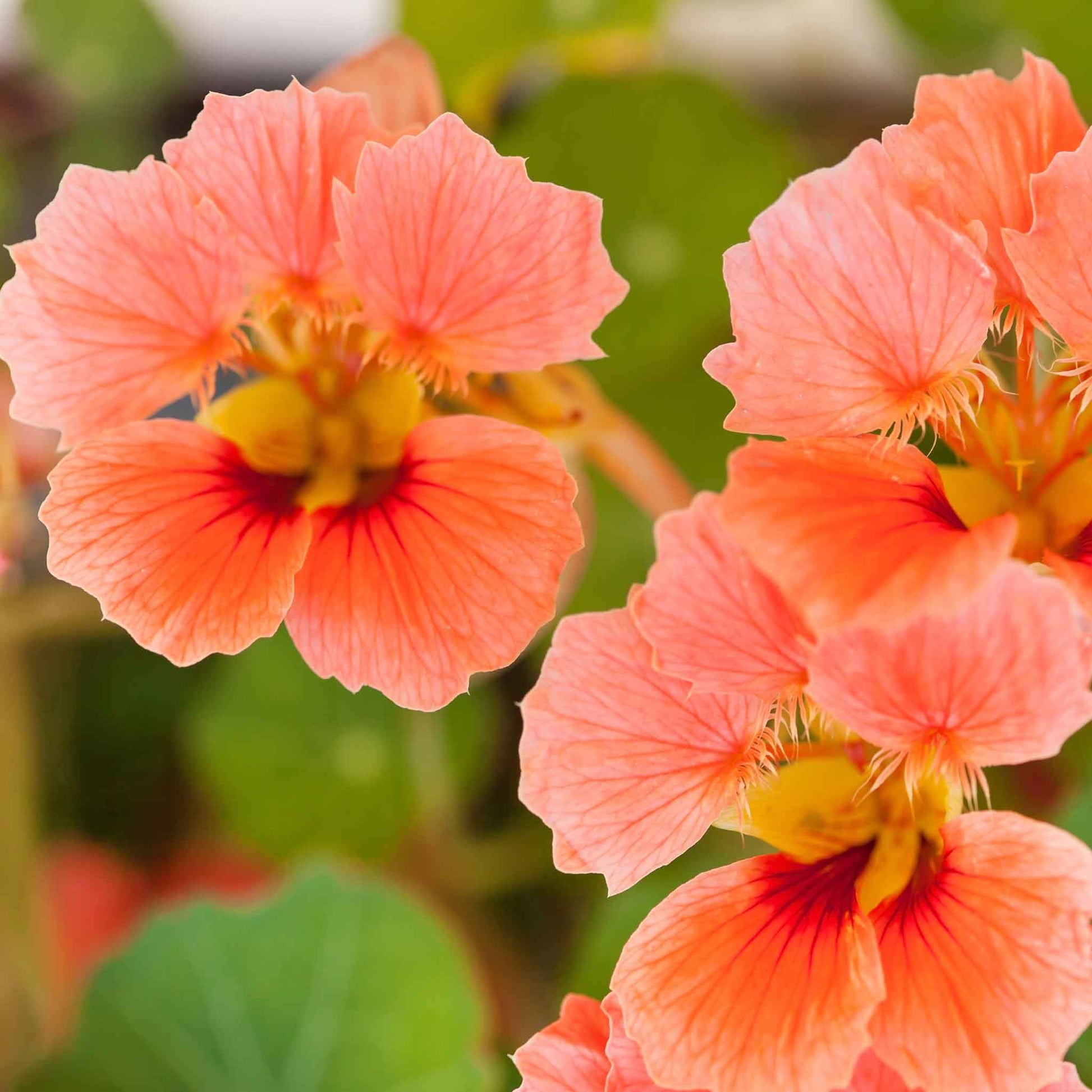 Orange and pink Nasturtium Vesuvius flowers against a blurred green background