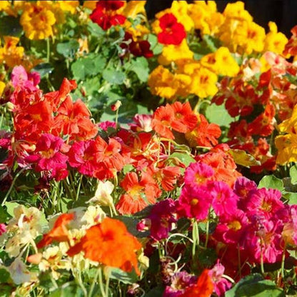 Yellow, orange, and red Nasturtium Whirlybird Double Mix flowers on a green background