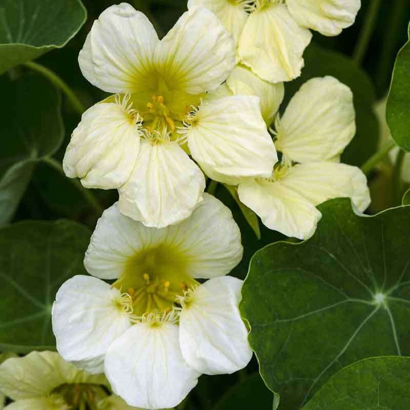 Pale yellow Nasturtium Yeti flowers with green leaves on a garden background