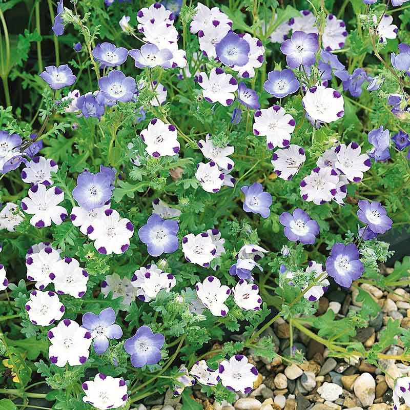 Nemophila mix purple and white blooms with white centers scattered across a green leafy backdrop.