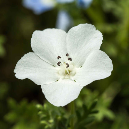Nemophila snow white single delicate white bloom with soft green foliage in the background.