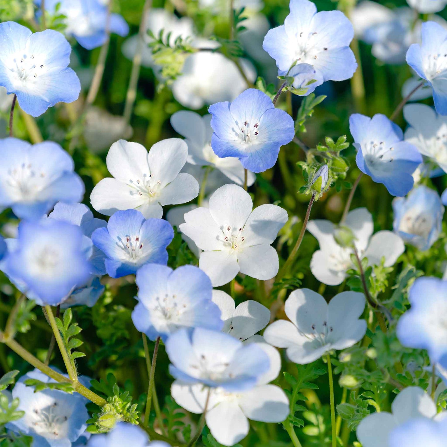 Nemophila snow white small white blooms with blue veins and yellow centers on a green backdrop.