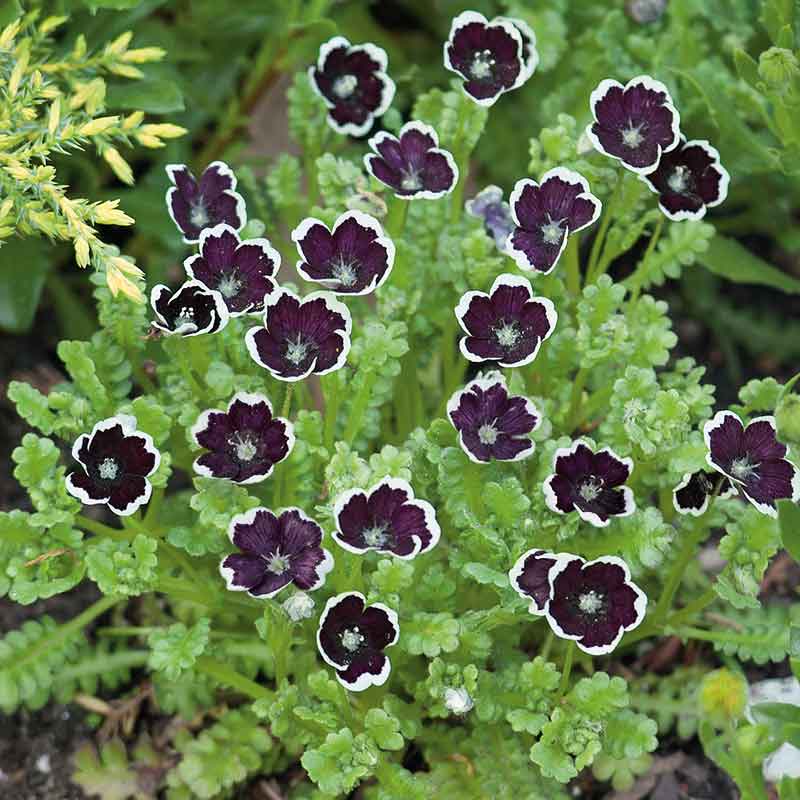 Nemophila penny black dark almost-black blooms with thin white edges massed on a green backdrop.