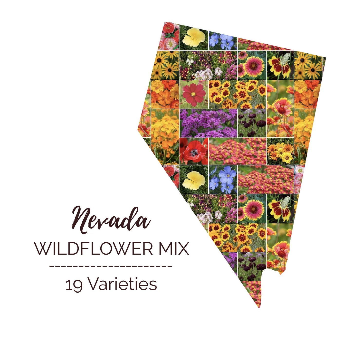 Graphic of the outline of the state for Nevada Wildflower Seed Mix that contains images of the flowers in the mix