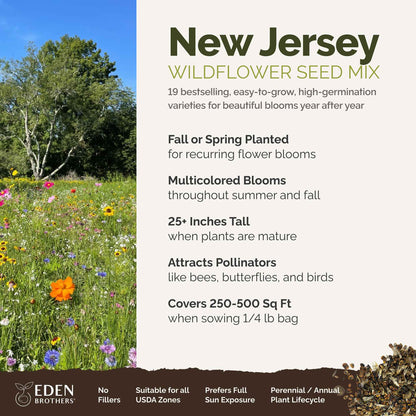 A visual overview of the wildflower seed mix, showcasing expected floral blooms.