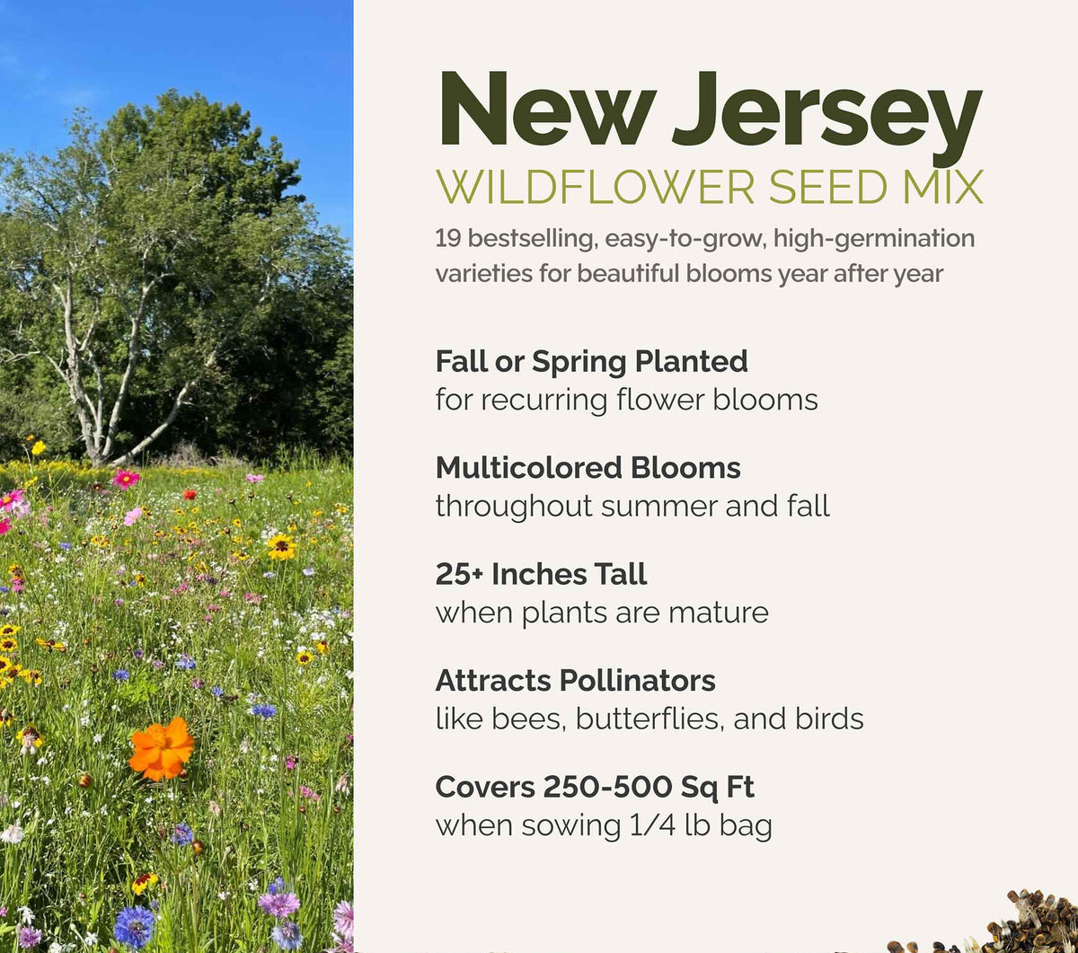 A visual overview of the wildflower seed mix, showcasing expected floral blooms.