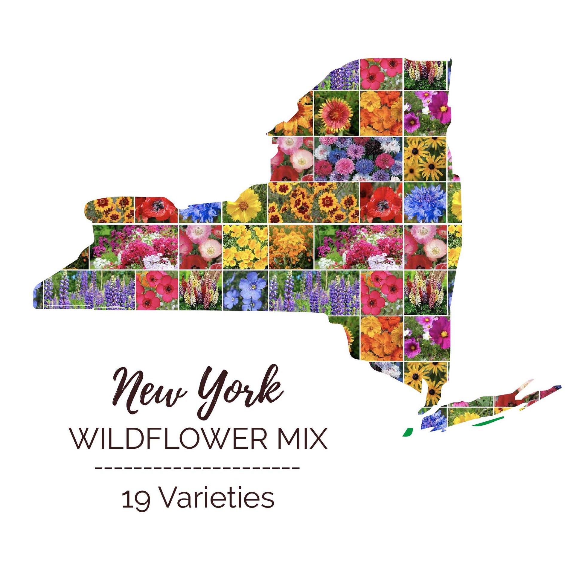 Graphic of the outline of the state for New York Wildflower Seed Mix that contains images of the flowers in the mix