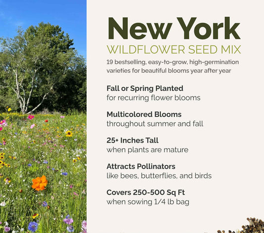 A visual overview of the wildflower seed mix, showcasing expected floral blooms.