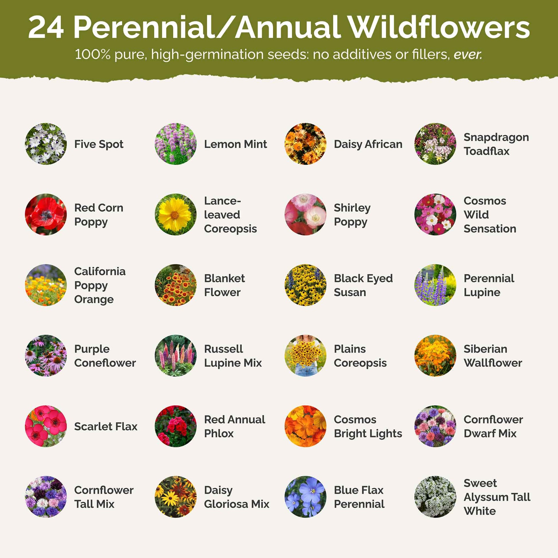 List of flower species and seeds included in the Wildflower Seed Mix.