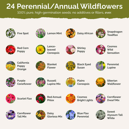 List of flower species and seeds included in the Wildflower Seed Mix.