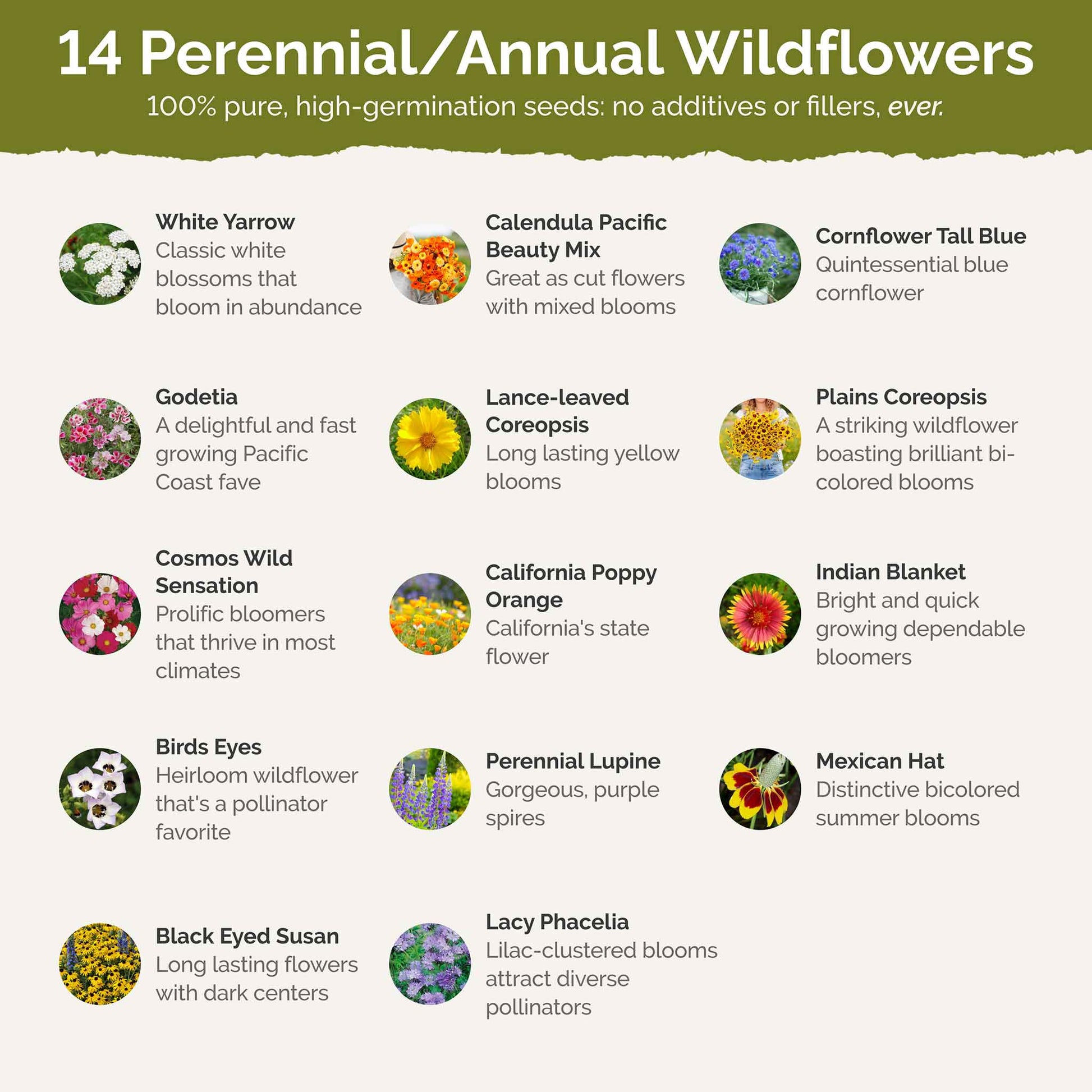 List of flower species and seeds included in the Wildflower Seed Mix.