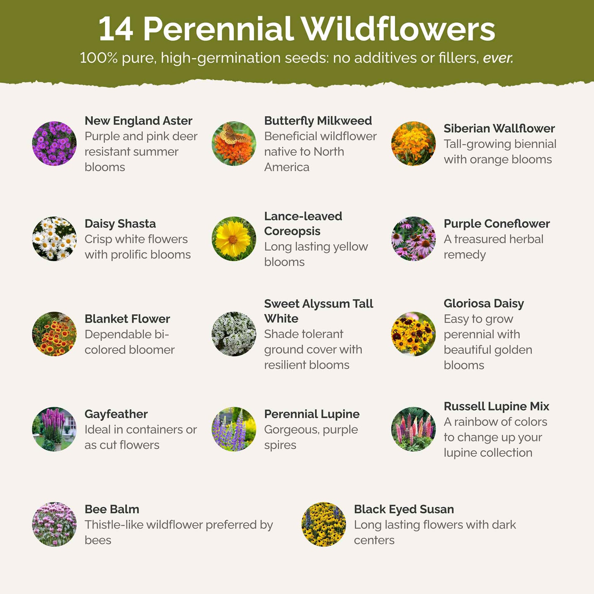List of flower species and seeds included in the Wildflower Seed Mix.
