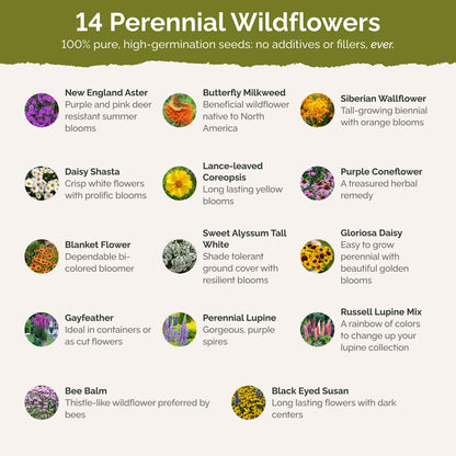 List of flower species and seeds included in the Wildflower Seed Mix.