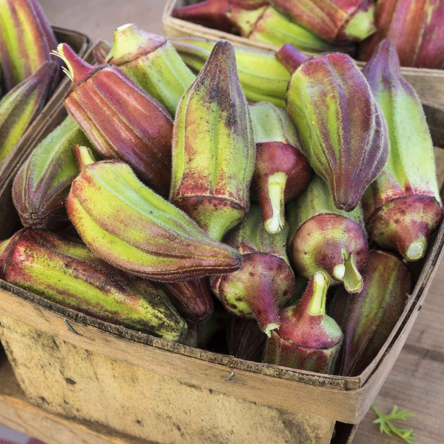 A basket of Hill Country Red okra displaying their red and green skinned pods.