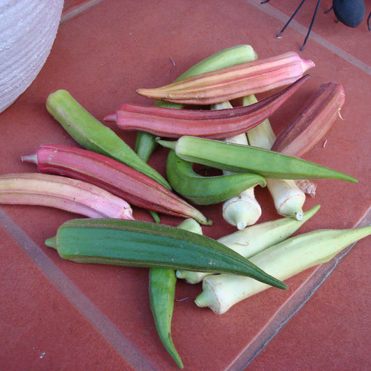 Rainbow Fiesta Okra pods in various vibrant colors, including red, yellow, and green, are scattered on a red surface.