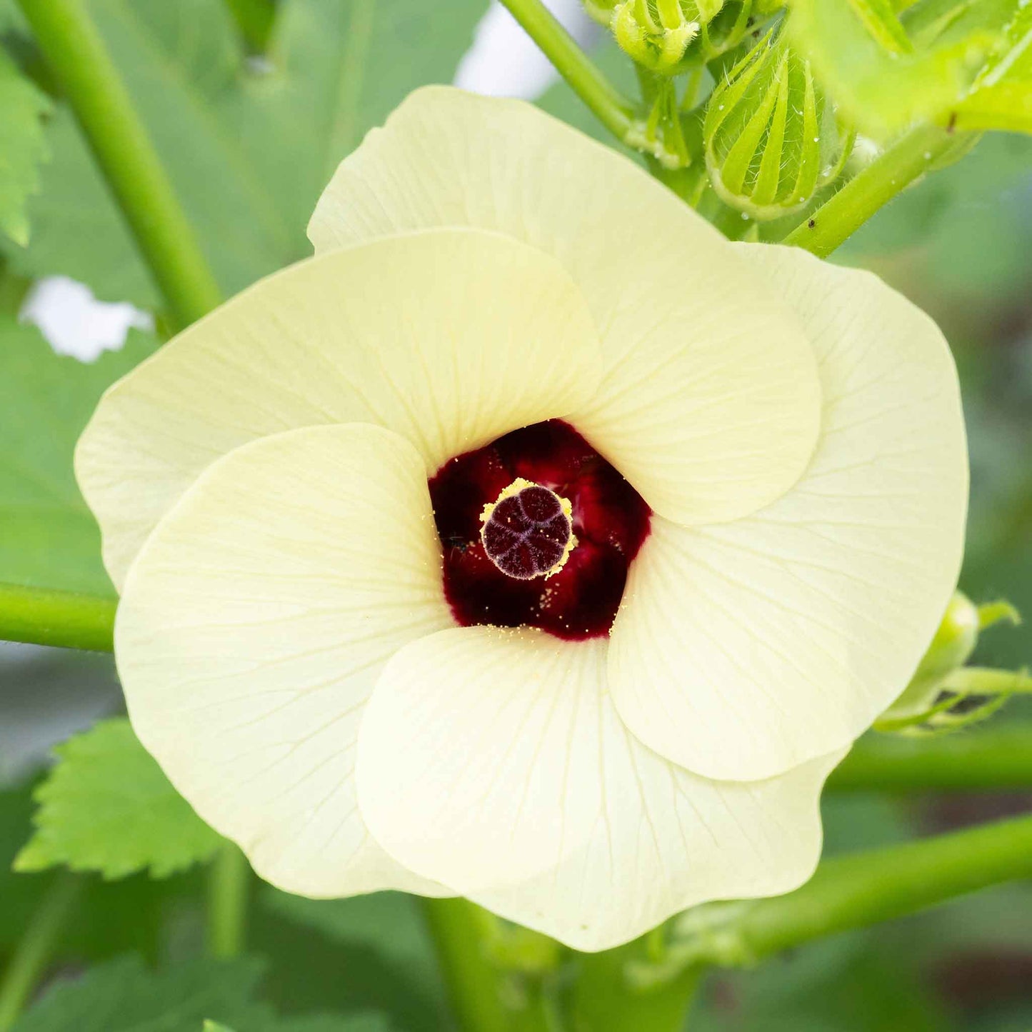 A close-up of the white blooming flower of the Red Burgundy Okra.