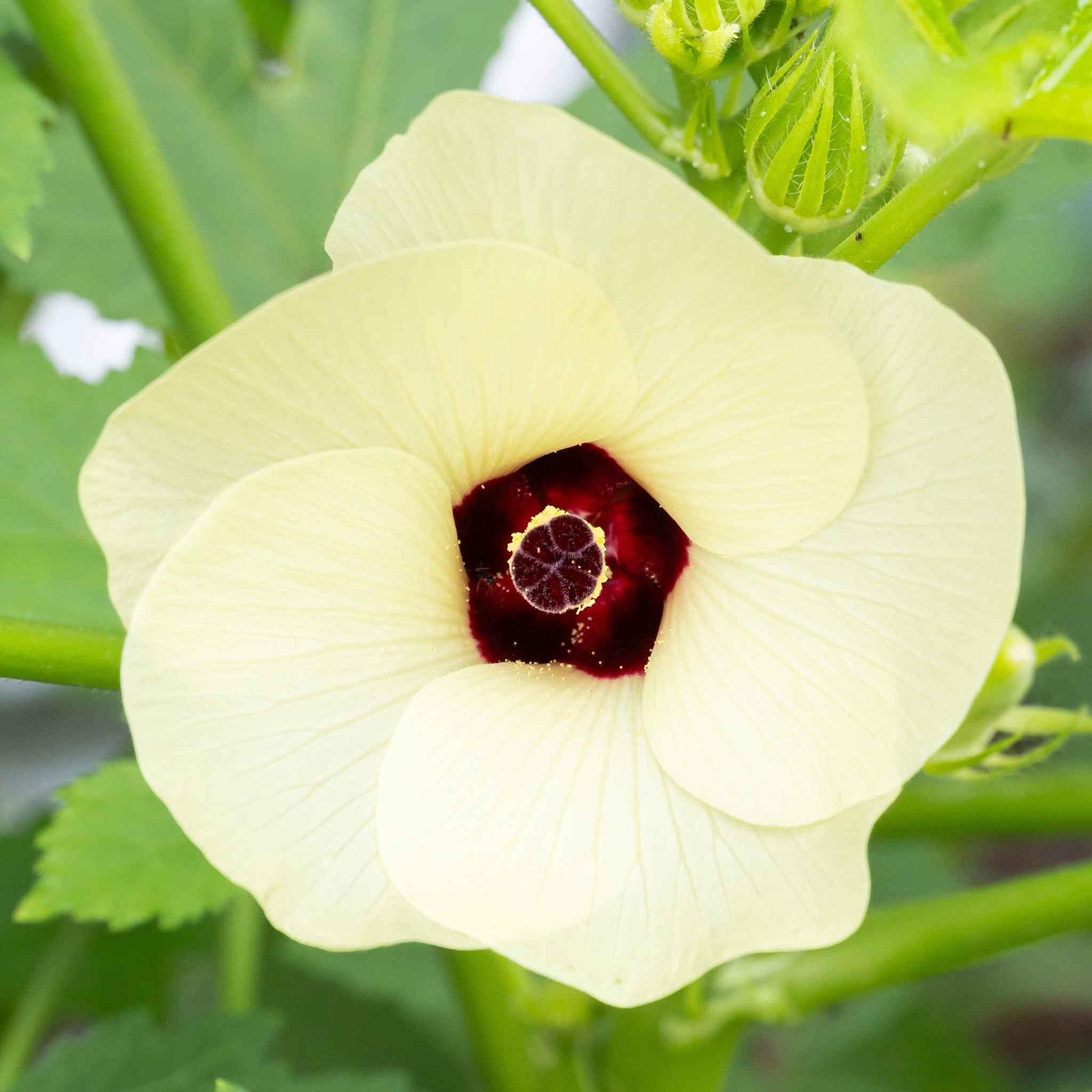 A close-up of the white blooming flower of the Red Burgundy Okra.