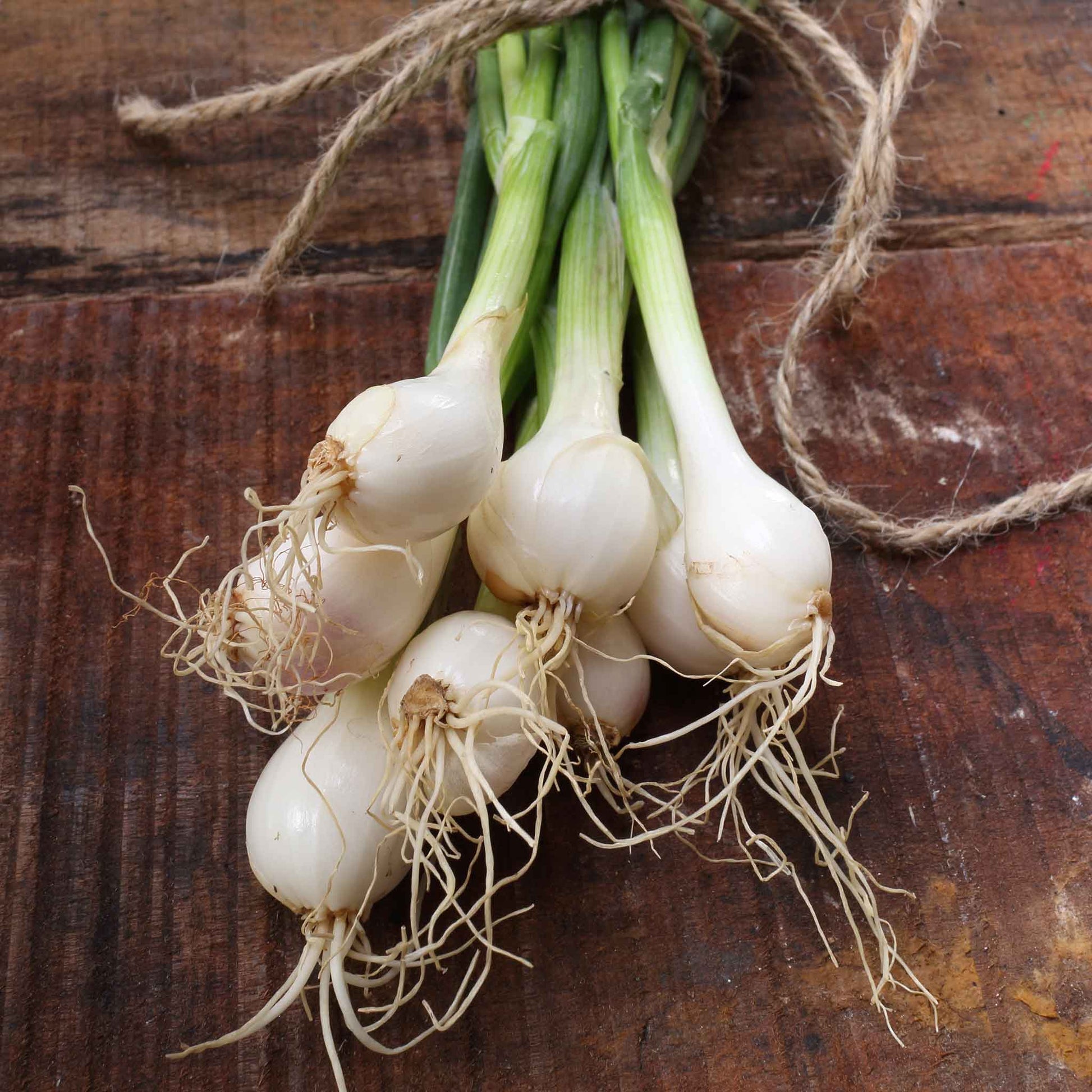 A close-up shot of small, white, Crystal White Wax onions with thin skins freshly harvested.