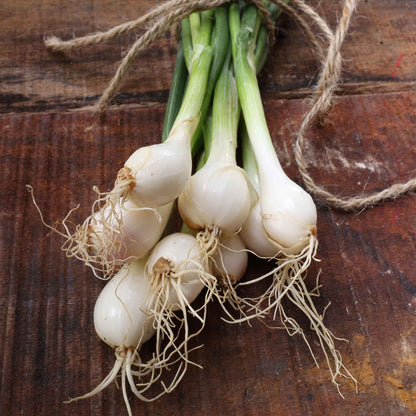 A close-up shot of small, white, Crystal White Wax onions with thin skins freshly harvested.