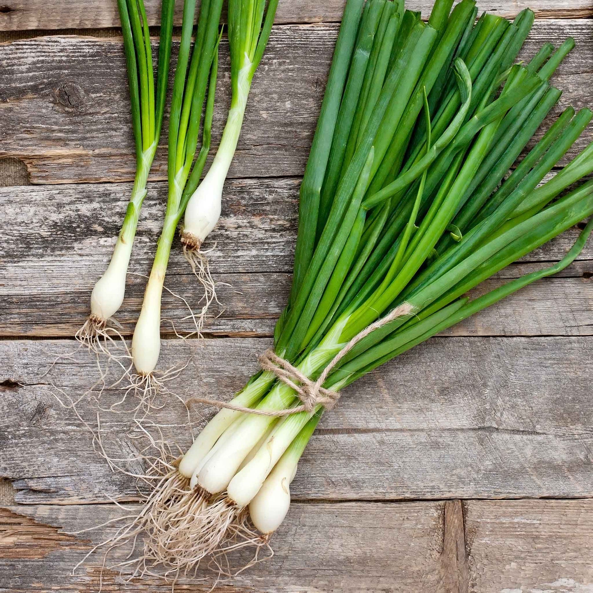 Close-up of three long, slender, Evergreen White Nebuka bunching onions with roots, resting on a rustic wooden surface.