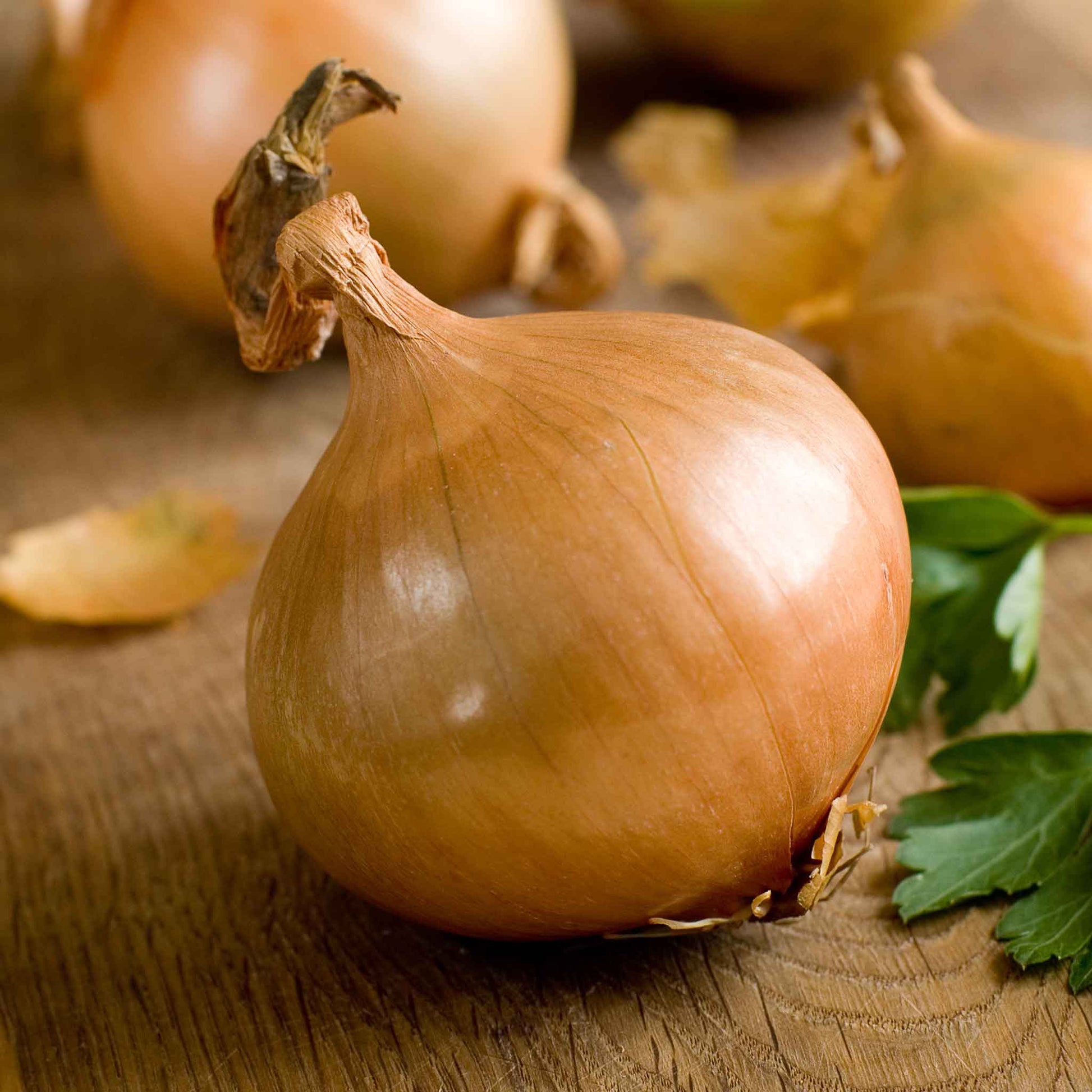 A close-up shot of a single Texas Early Grano onion, showcasing its smooth, light-yellow skin.