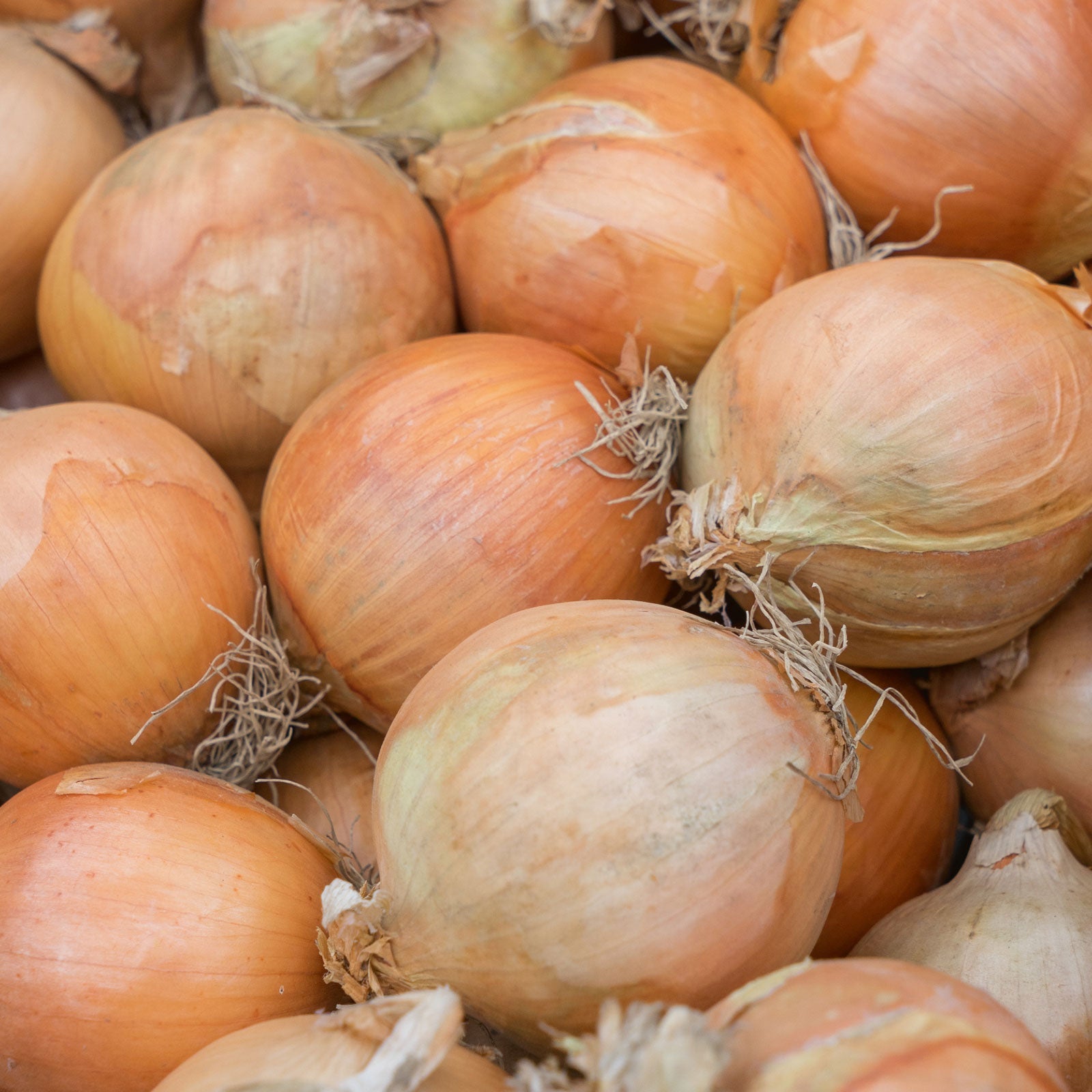 A close-up view of yellow sweet Spanish onions, showcasing their golden-brown skins and spherical shapes.