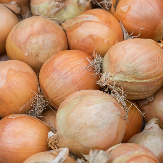 A close-up view of yellow sweet Spanish onions, showcasing their golden-brown skins and spherical shapes.